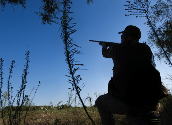 Best Shotguns for Dove Hunting - Gun News Daily