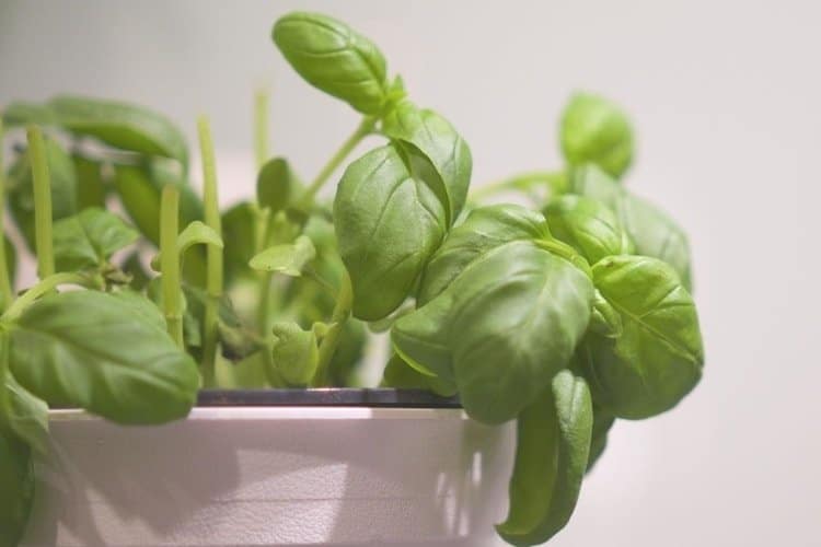 basil is a herb that is known to grow well indoors