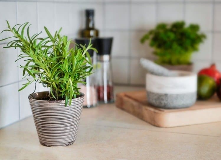 Rosemary on the counter