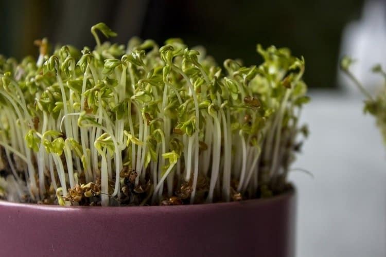When added to to salads, sandwiches, and soups, garden cress adds depth of flavor .