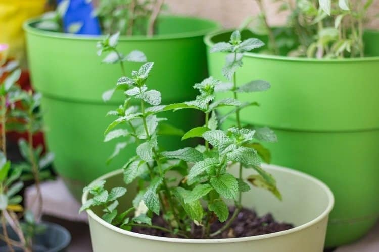 mint in potted planters