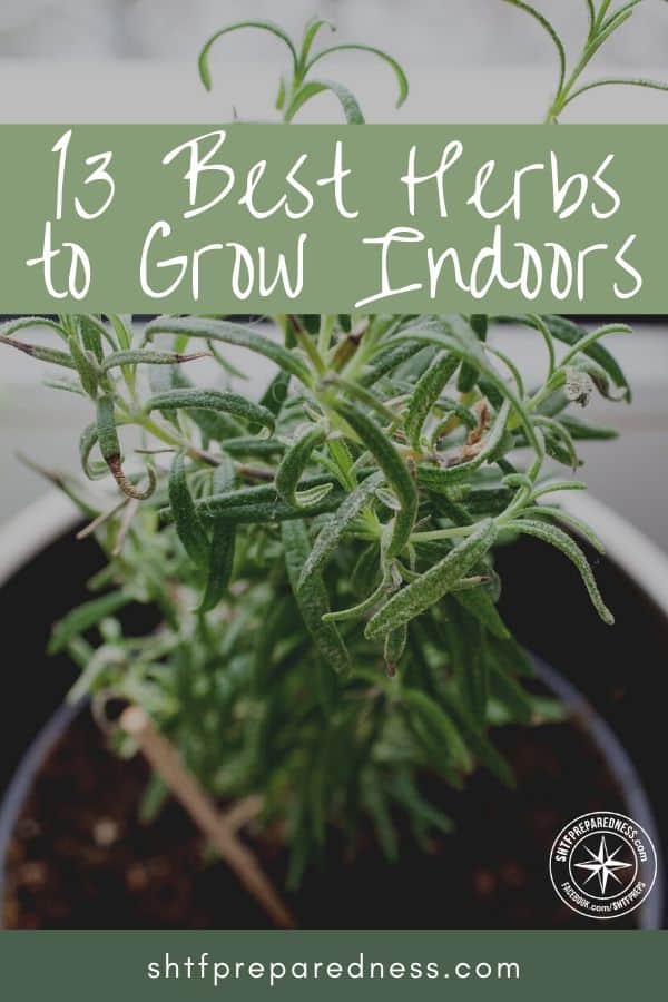 Here are 13 of the best herbs to grow indoors with ease. Trying your hand at growing them indoors is well worth the effort!